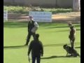 Adiestramiento Canino IPO, CCAM99 MADRID adiestramientocaninoipo